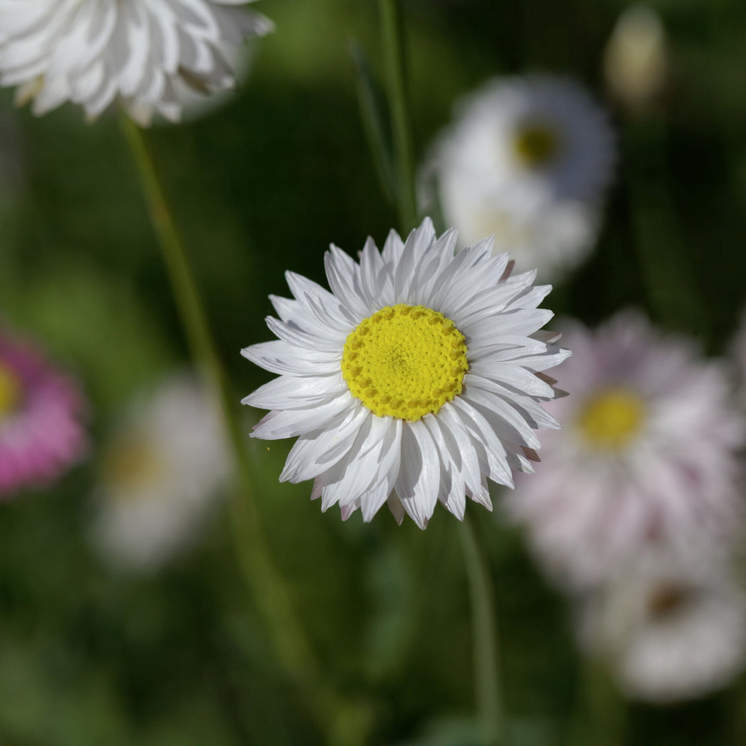 Rhodanthe Roseum White Native | X 100 Seeds (NOT TO WA)