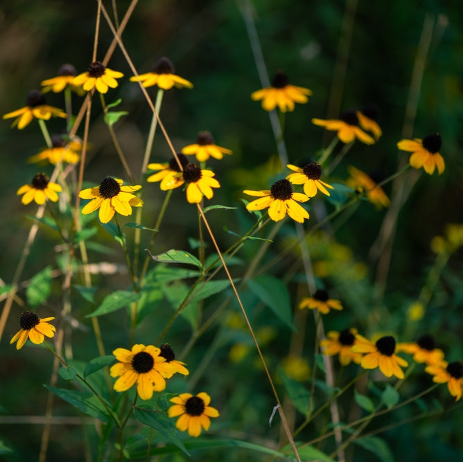 Rudbeckia Triloba Flower | X 30 Seeds (NOT TO WA) - COMING SOON
