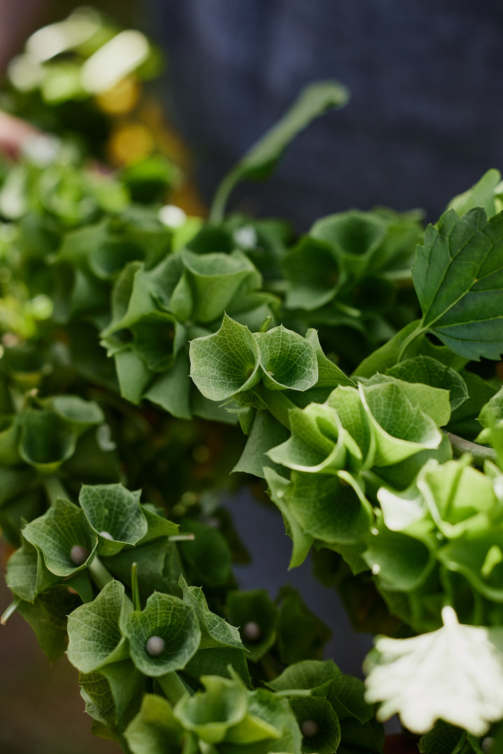 Bells Of Ireland Flower | X 50 Seeds