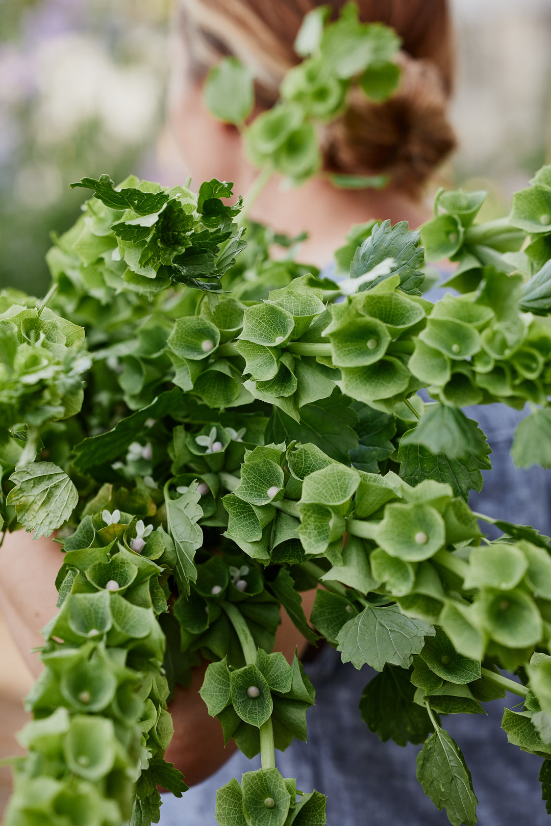 Bells Of Ireland Flower | X 50 Seeds