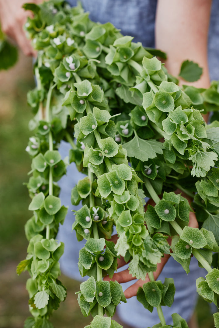 Bells Of Ireland Flower | X 50 Seeds