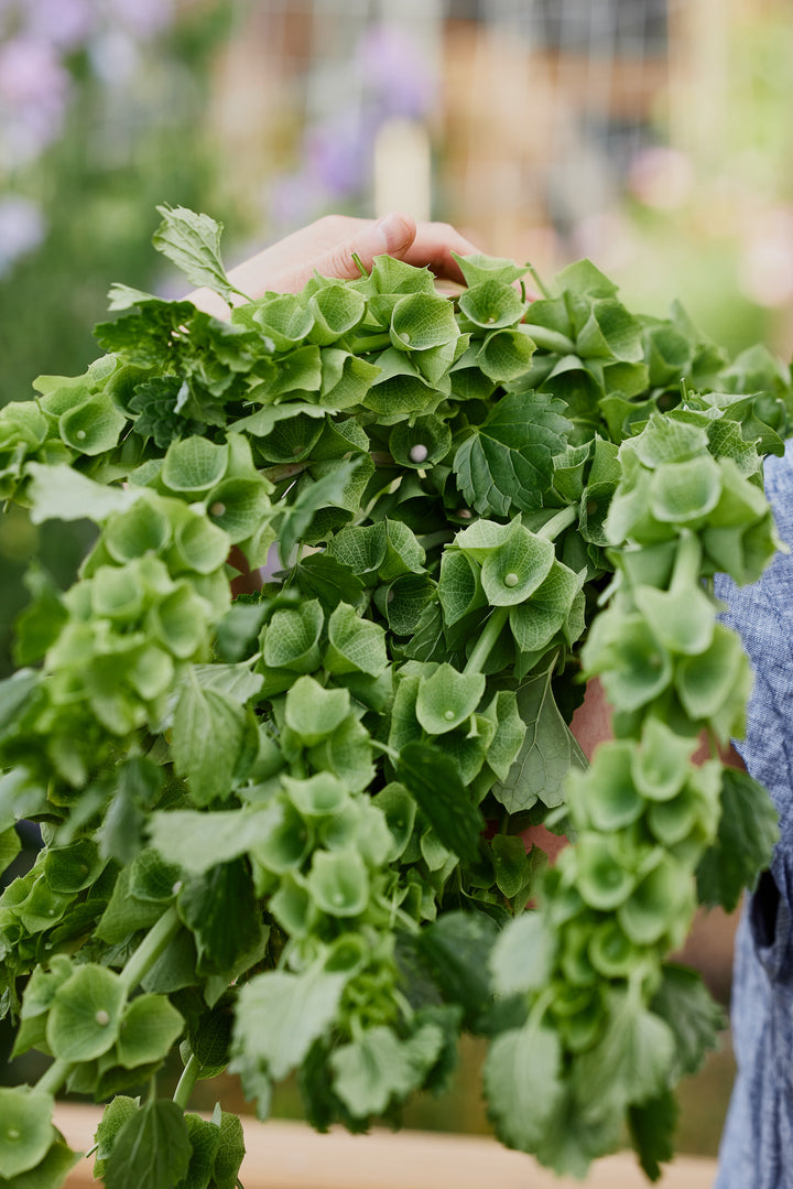 Bells Of Ireland Flower | X 50 Seeds