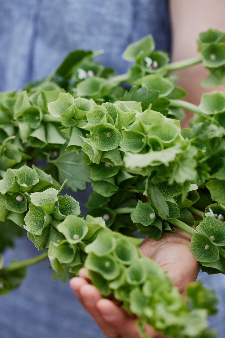 Bells Of Ireland Flower | X 50 Seeds