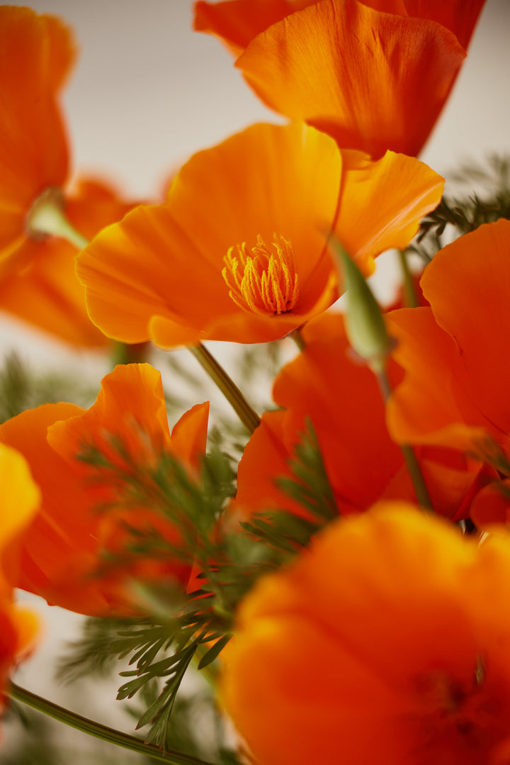 California Poppy Aurantiaca Orange Flower | X 150 Seeds
