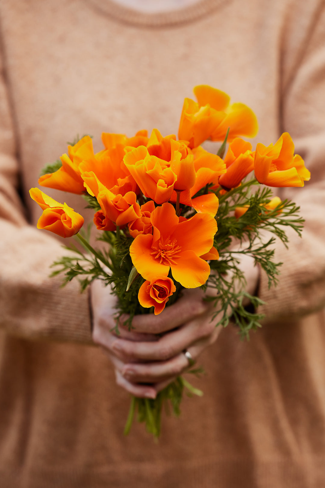 California Poppy Aurantiaca Orange Flower | X 150 Seeds