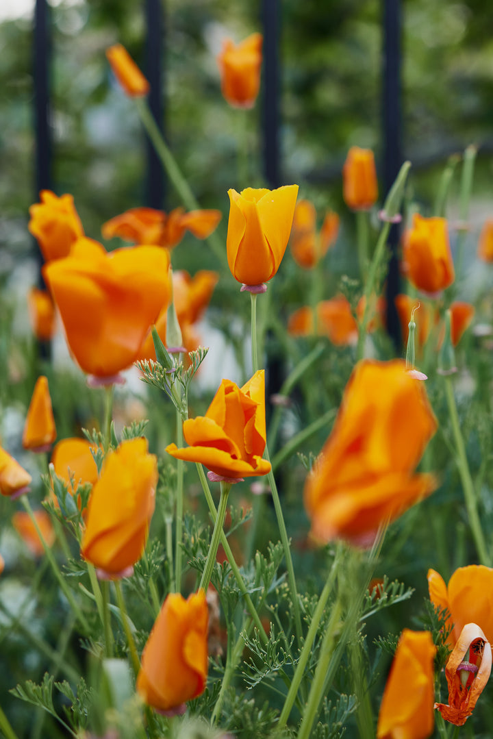 California Poppy Aurantiaca Orange Flower | X 150 Seeds