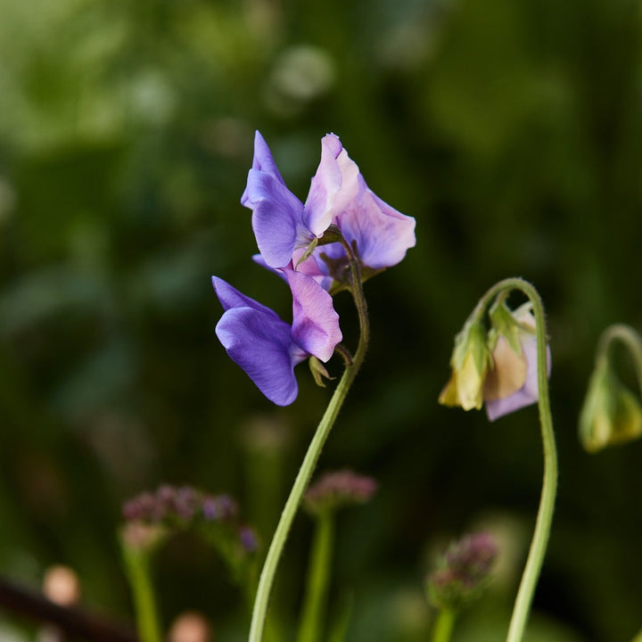 Sweet Pea Erewhon Flower | X 15 Seeds