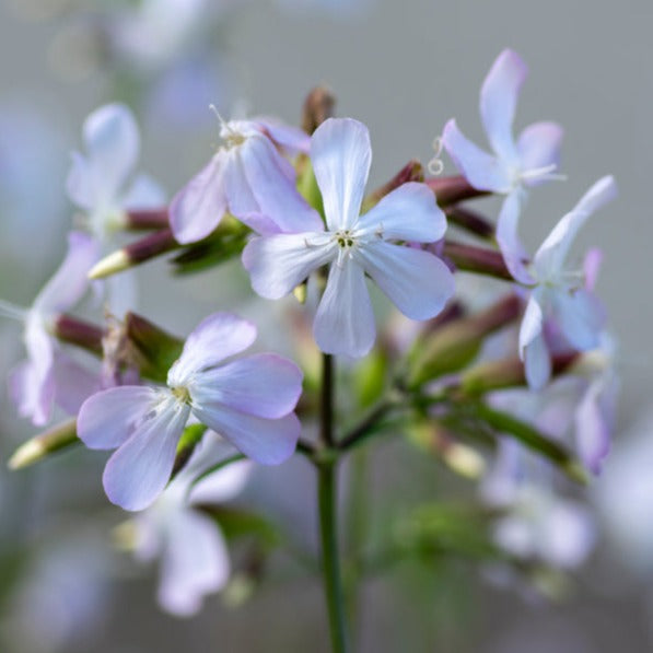 Saponaria White Beauty Flower | X 100 (NOT TO WA)