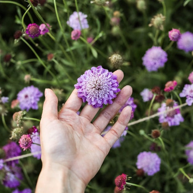 Scabiosa Pincushion Tall Double Mix Flower | X 50 Seeds