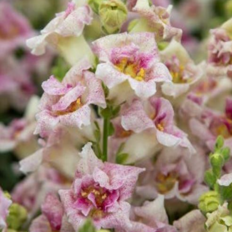 Snapdragon Sweet Duet Lavender Speckle Flower | X 50 Seeds