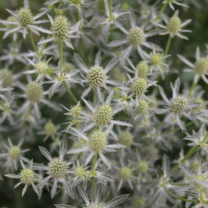 Sea Holly Silver Flower | X 100 Seeds