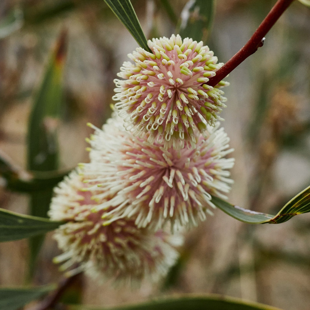 Sea Urchin Hakea petiolaris Australian Native | X 10 Seeds
