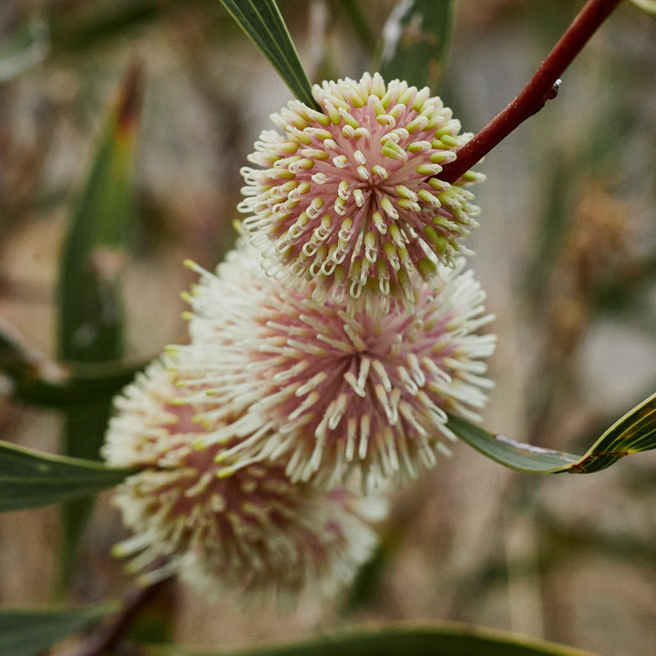 Sea Urchin Hakea petiolaris Australian Native | X 10 Seeds