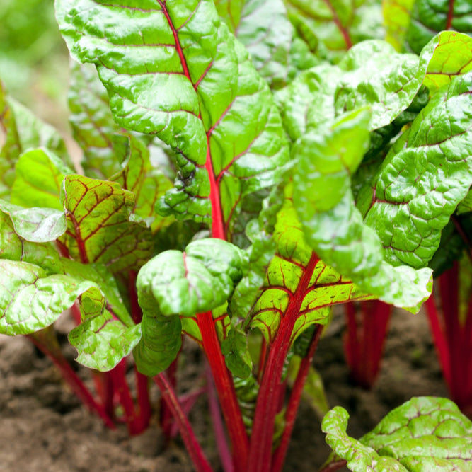 Silverbeet Magenta Vegetable | X 50 seeds