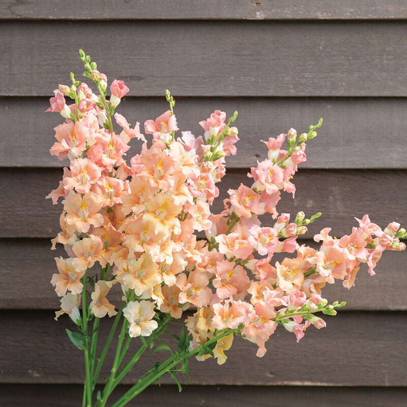 Snapdragon Chantilly™ Light Salmon Flower | X 50 Seeds - COMING SOON