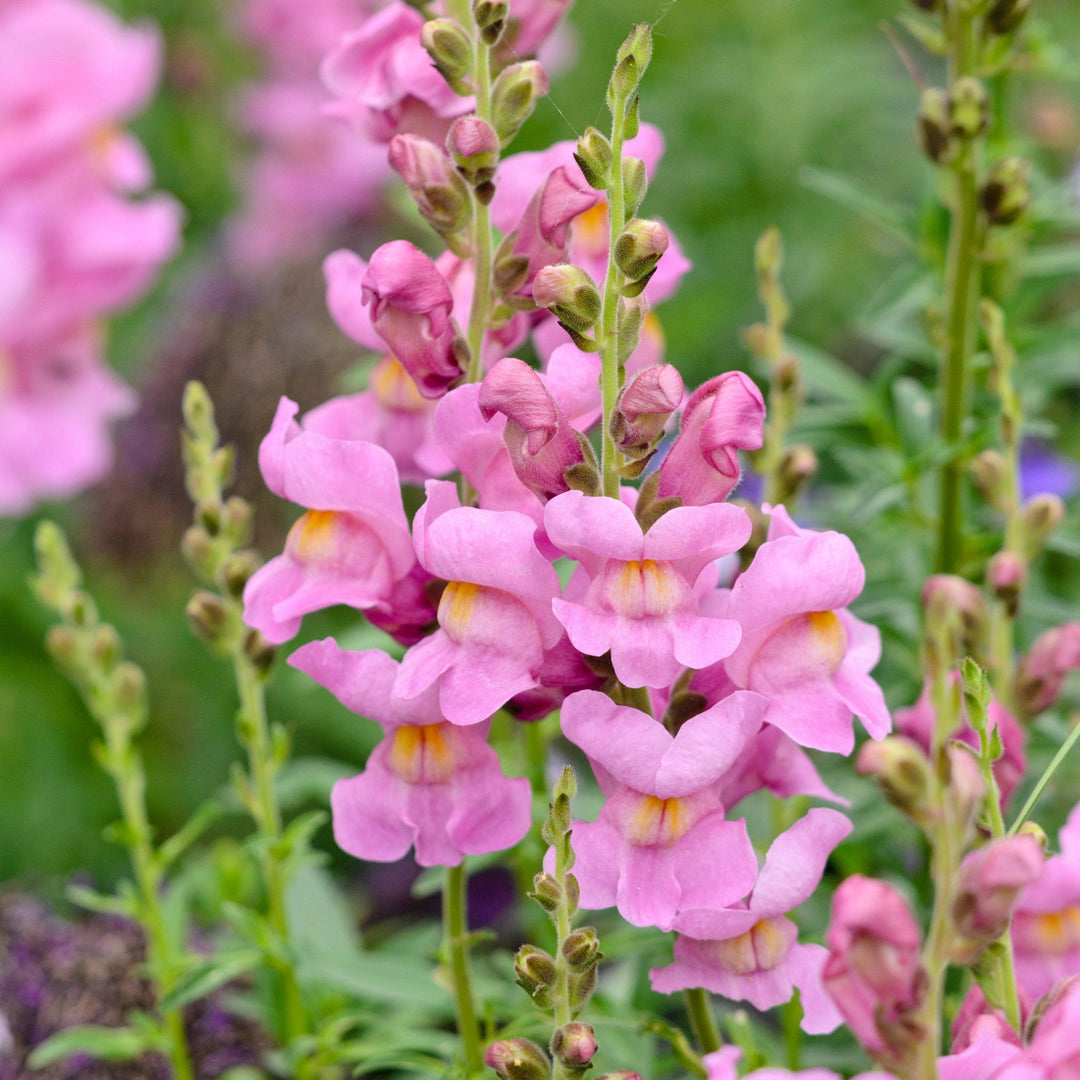 Snapdragon Maryland True Pink Flower | X 50 Seeds