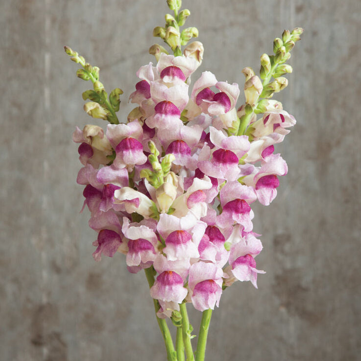 Snapdragon Potomac Plumblossom Flower | X 50 Seeds