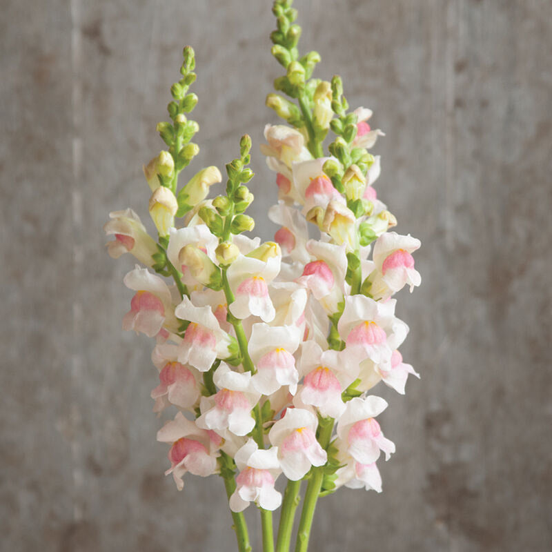 Snapdragon Avignon II Appleblossom Flower | X 50 Seeds