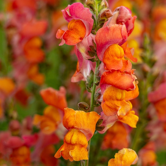Snapdragon Cannes Dark Orange Flower | X 50 Seeds  Veggie & Flower Garden  Seeds