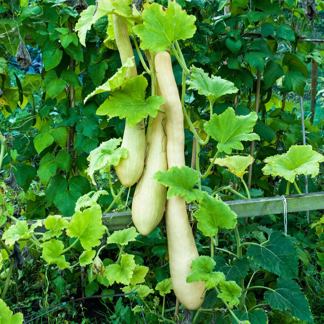Squash Cucuzza Vegetable | X 10 Seeds