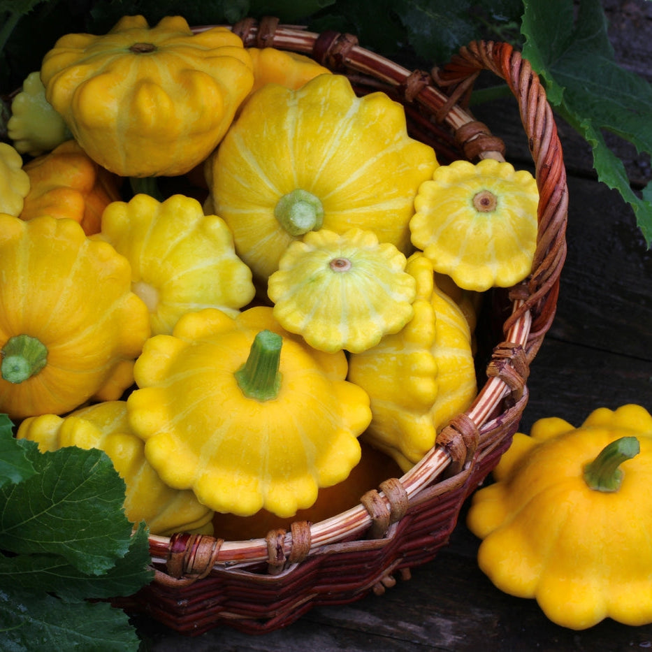 Squash Summer Yellow Bush Scallop Vegetable | X 20 Seeds
