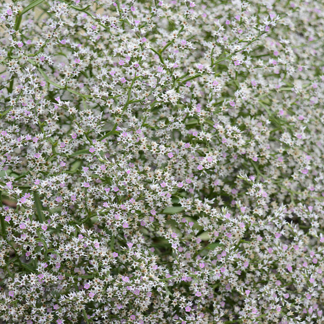 Statice Woodcreek Limonium Tataricum Flower | X 50 Seeds