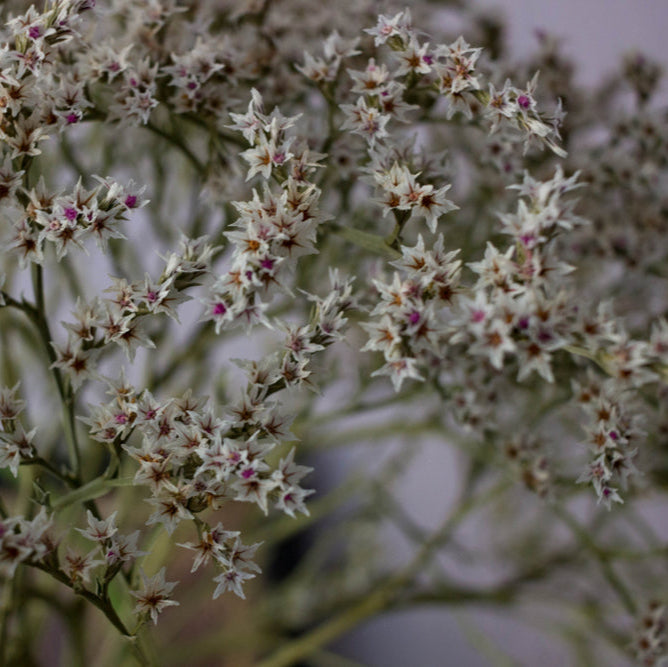 Statice Woodcreek Limonium Tataricum Flower | X 50 Seeds