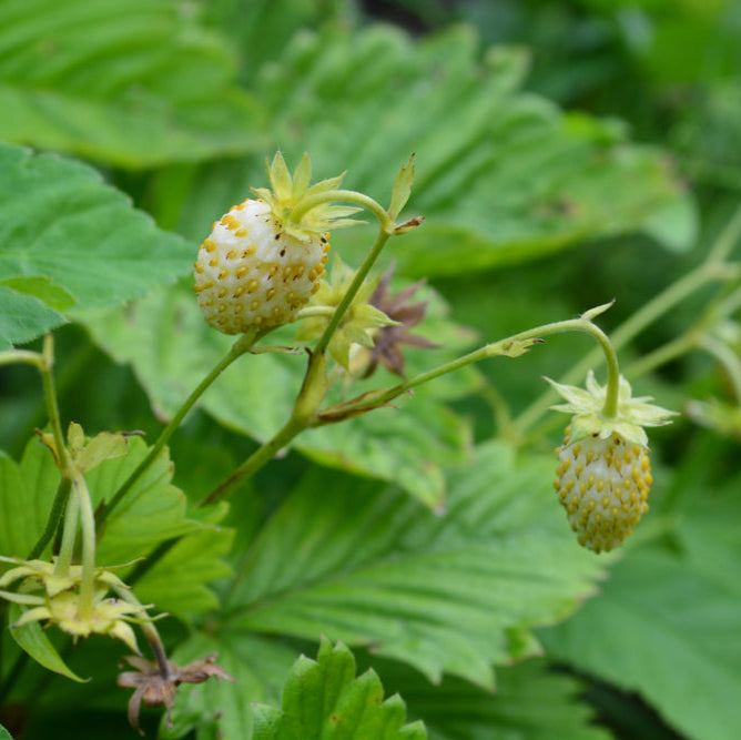 Strawberry plant with green leaves and small yellow strawberries in a natural setting.