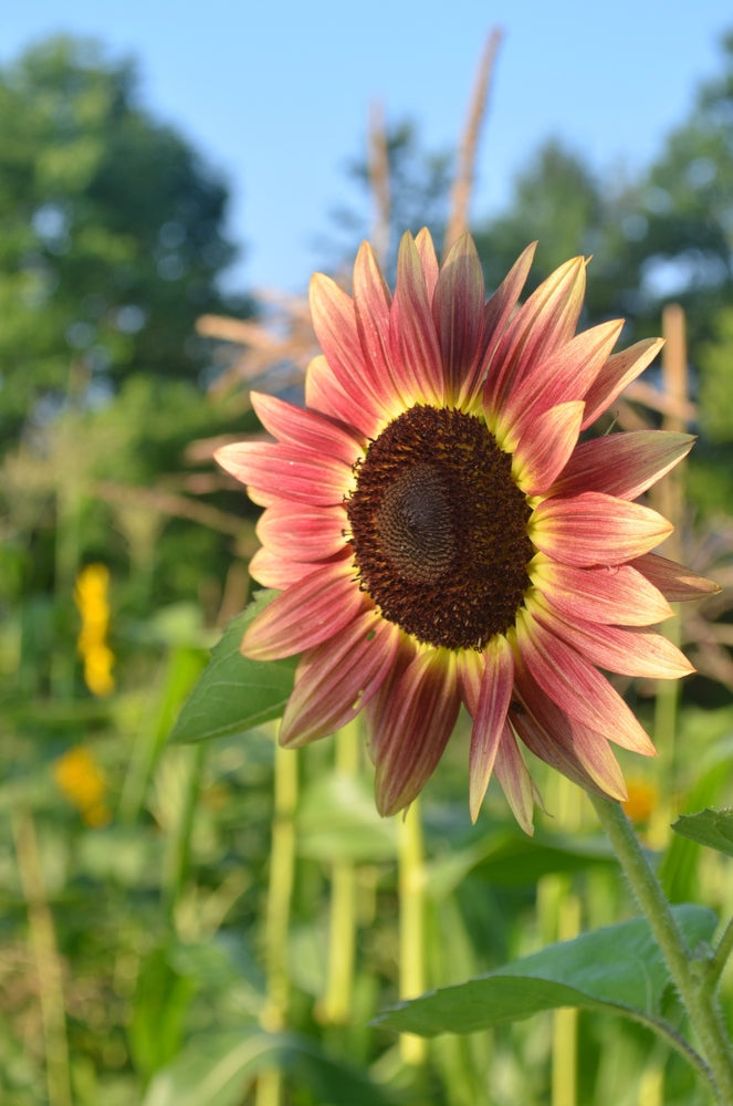 Sunflower Lilac Monarch Flower | X 15 Seeds