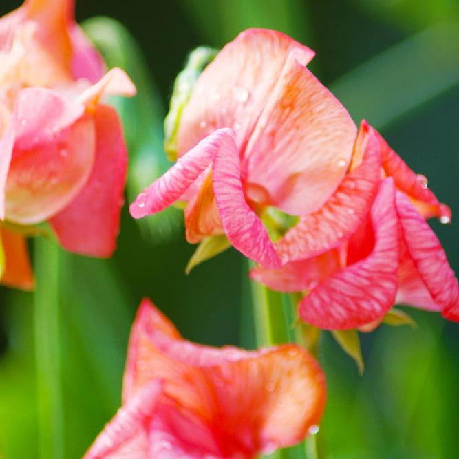 Sweet Pea Apricot Sprite Flower | X 10 Seeds