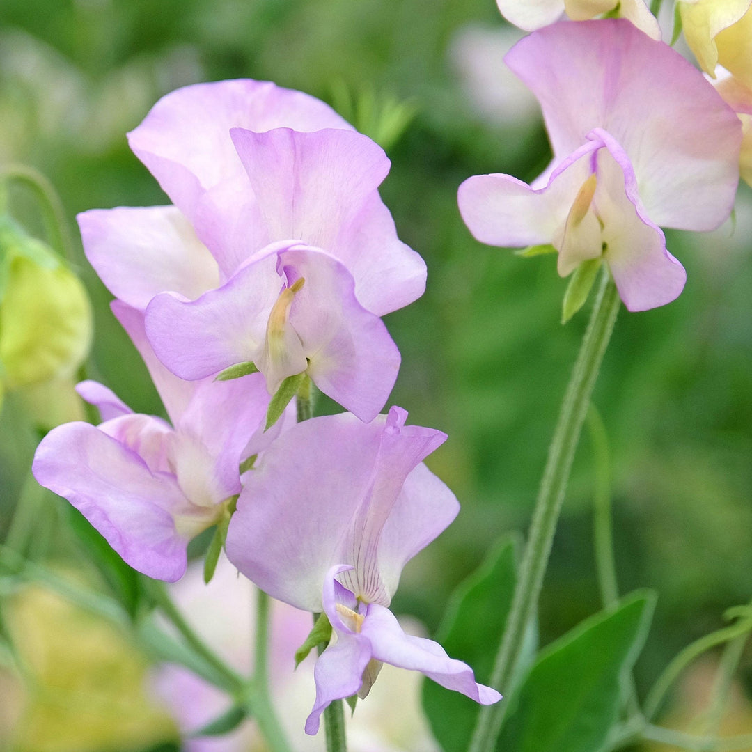 Sweet Pea Arthur Hellyer Flower | X 15 Seeds