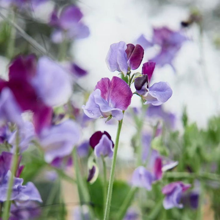 Sweet Pea North Shore Flower | X 10 Seeds