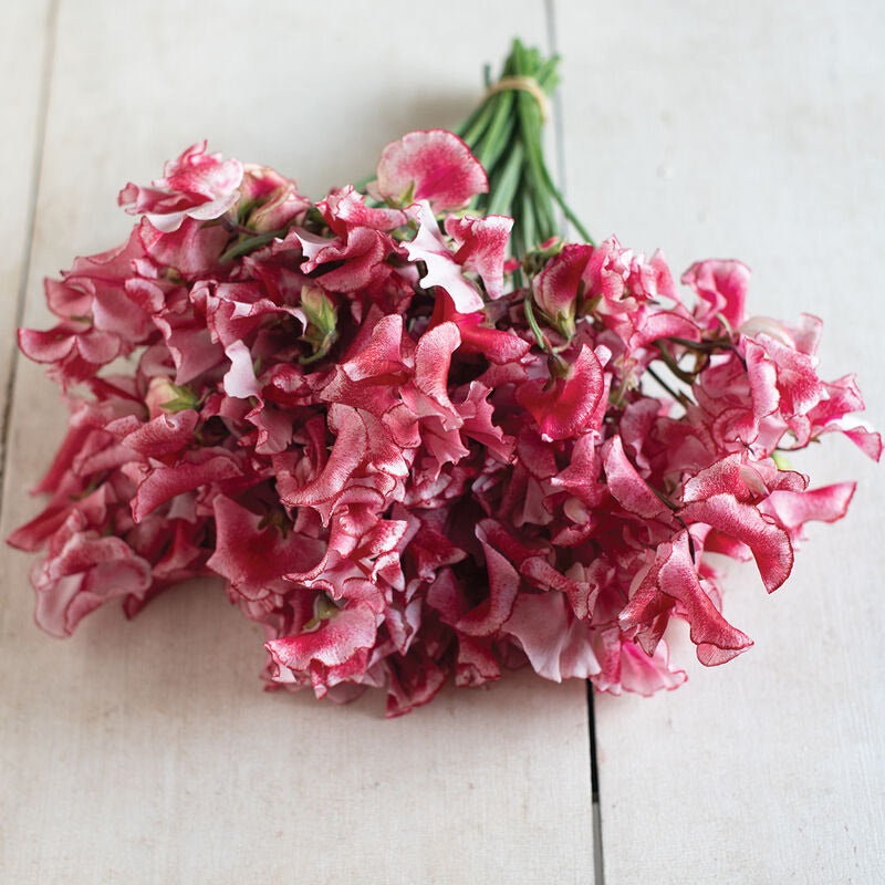 Sweet Pea Spencer Mars Flower | X 15 Seeds