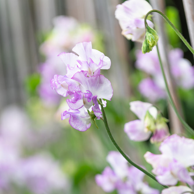 Sweet Pea Spencer Pulsar Flower | X 15 Seeds