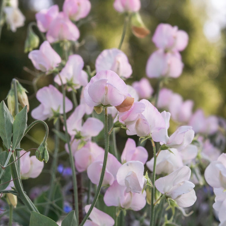 Sweet Pea Spring Sunshine Blush Flower | X 10 Seeds