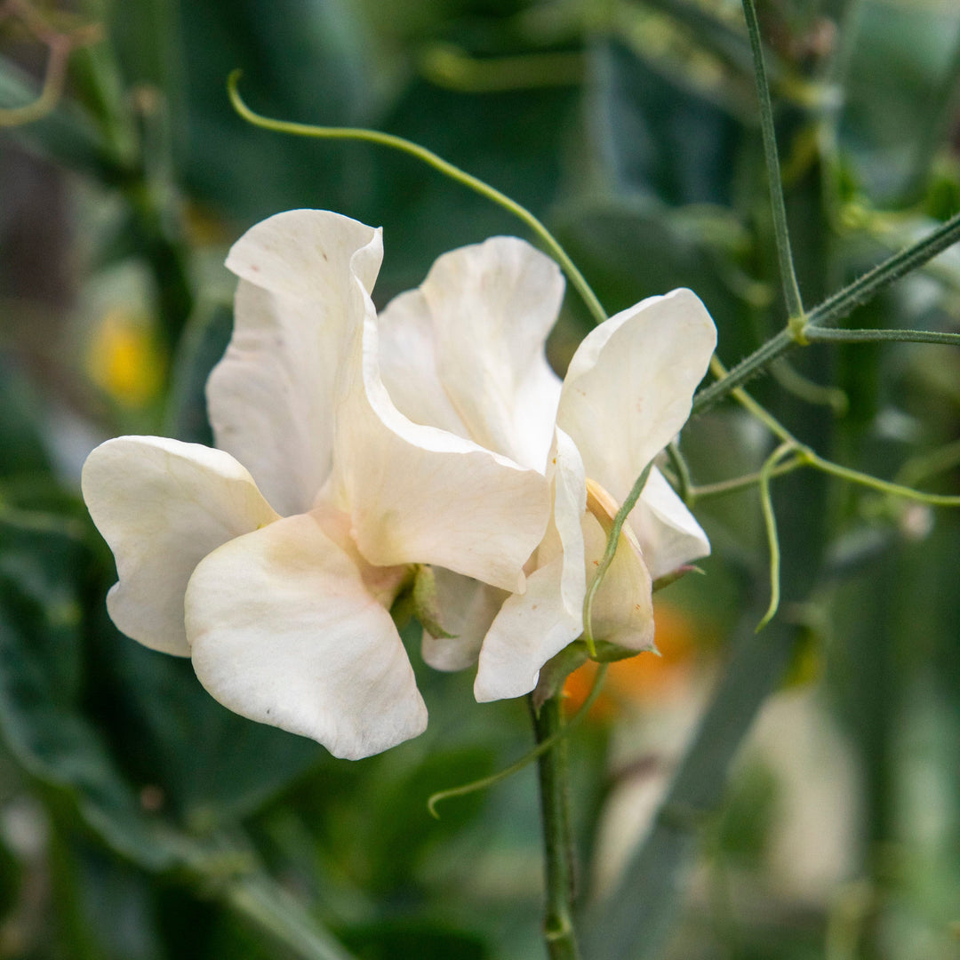 Sweet Pea Winter Sunshine Cream Flower | X 10 Seeds