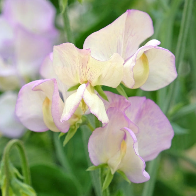 Sweet Pea High Scent Flower | X 15 Seeds