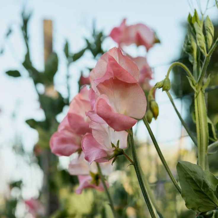 Sweet Pea Candyfloss Flower | X 10 Seeds