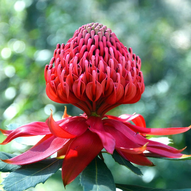 New South Wales Waratah Telopea speciosissima Australian Native | X 10 Seeds
