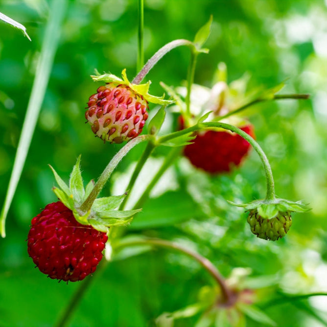 germinating alpine strawberry seeds Alpine Strawberry