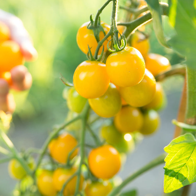 Tomato Tommy Toe Yellow