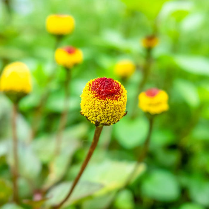 Toothache Plant Para Cress Acmella oleracea Herb X 100 Seeds