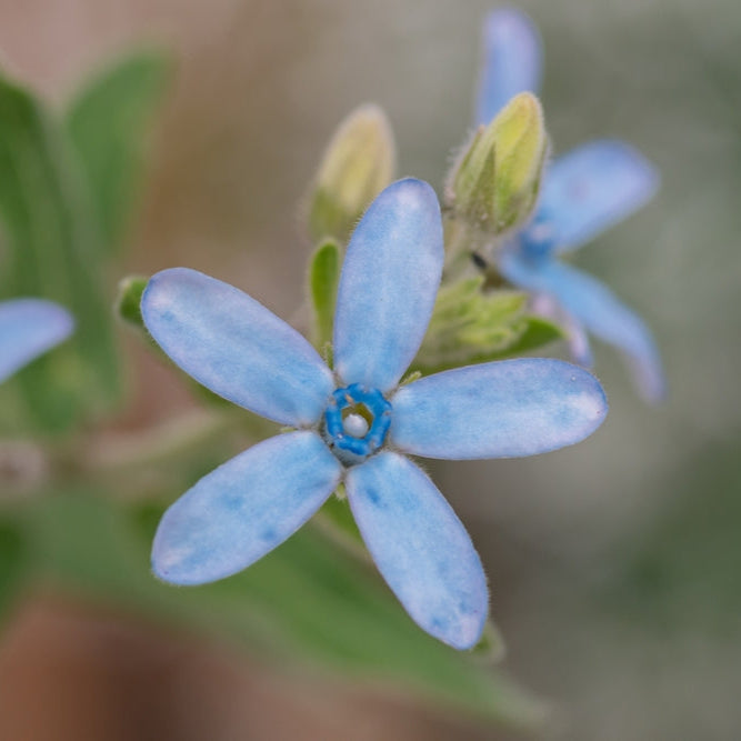 tweedia flower seeds Tweedia Heavenly Blue Flower