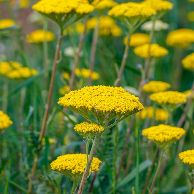 Yarrow Achillea filipendulina Cloth Of Gold Flower