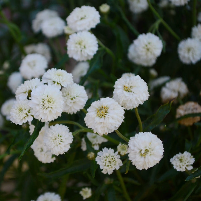 pearl plant seeds Yarrow The Pearl Achillea ptarmica Flower