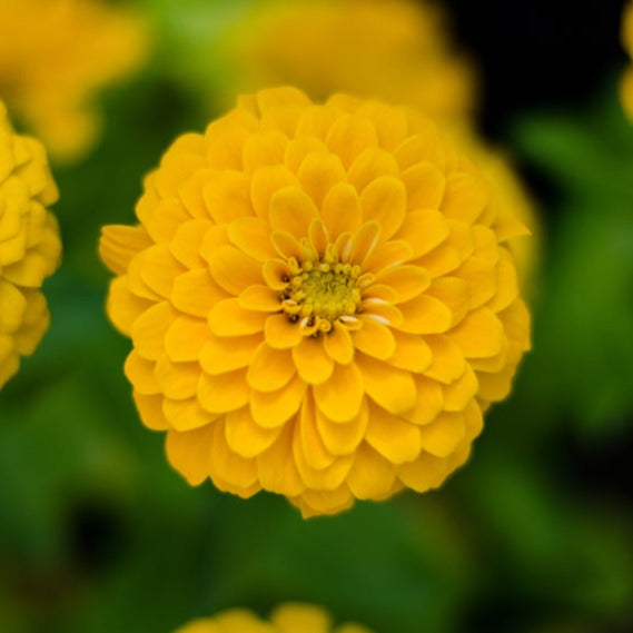 Zinnia Lilliput Yellow Flower | X 70 Seeds