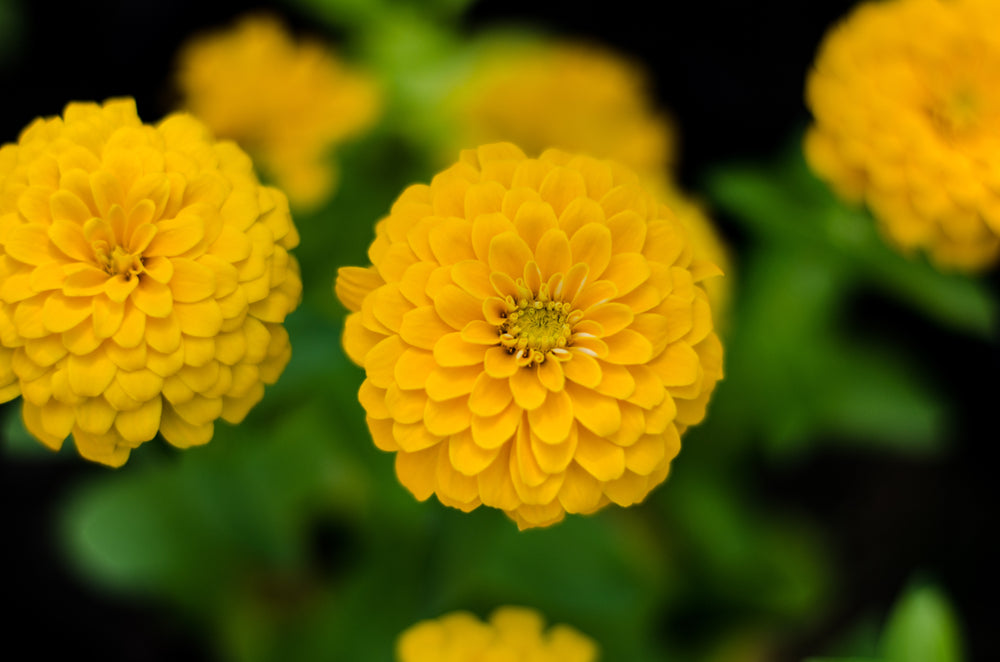 Zinnia Lilliput Yellow Flower | X 70 Seeds
