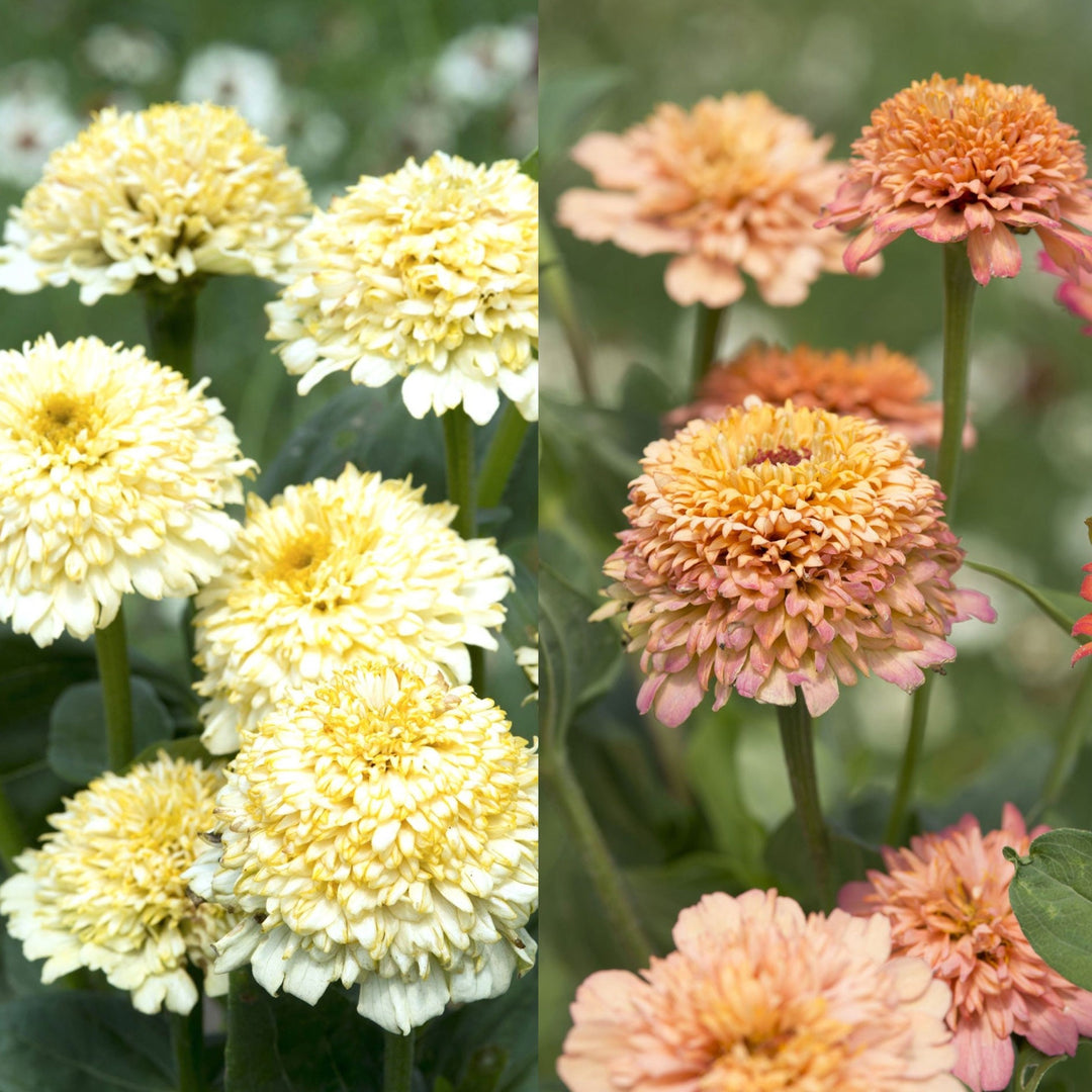 Zinnia Cresto Peaches + Cream Flower | X 30 Seeds