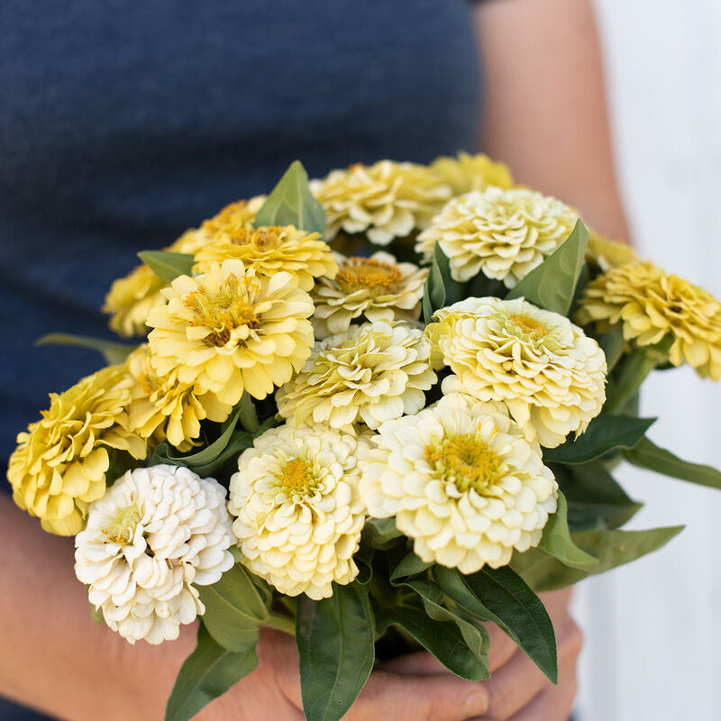 Zinnia Oklahoma Ivory Flower | X 30 Seeds (limited amounts)