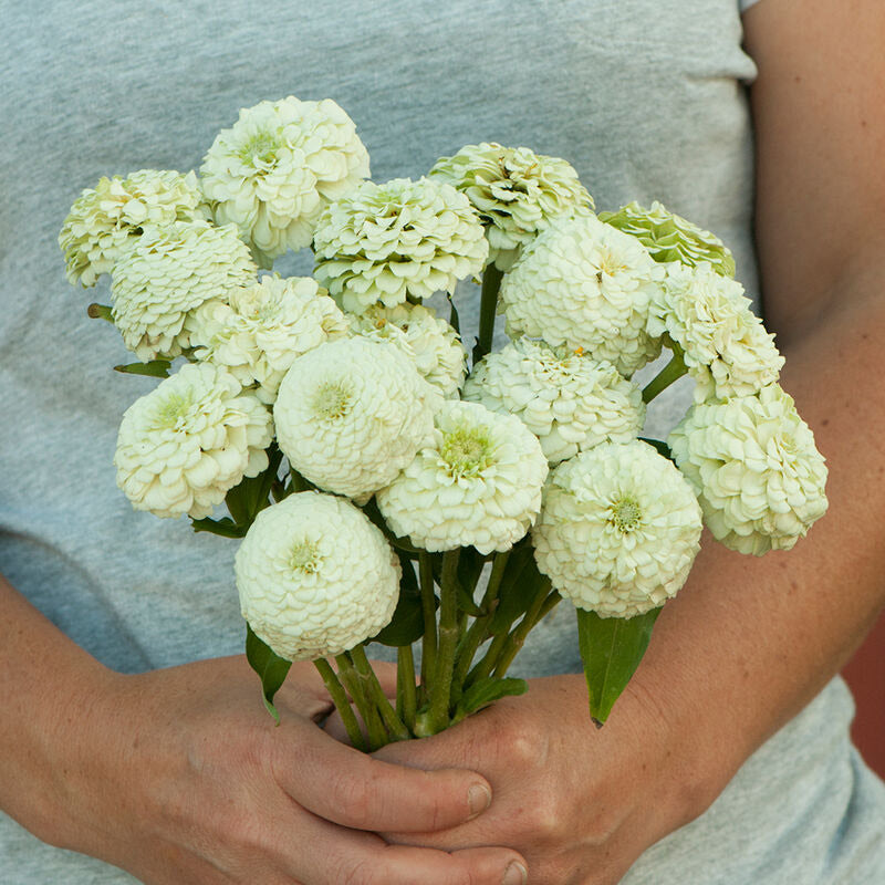 Zinnia Oklahoma White Flower | X 50 Seeds